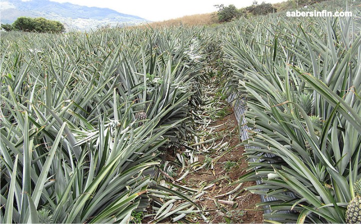 La hoja que revela el estado nutricional de la piña